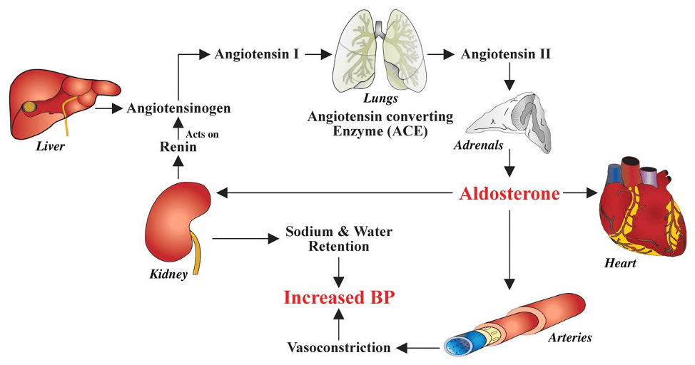 A Tale of High Blood Pressure and COVID19 two diseases, one receptor